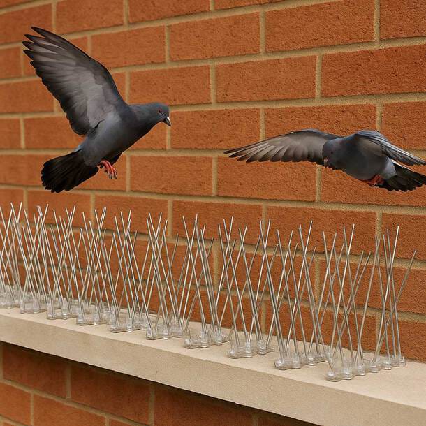 birdspikes
